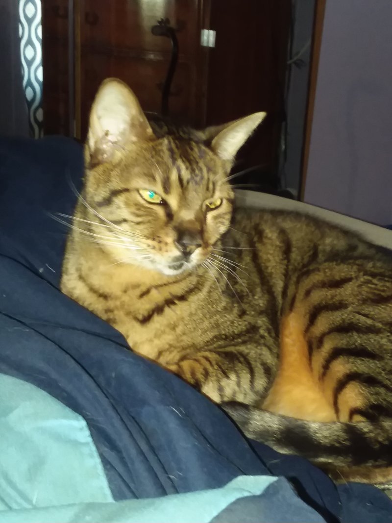 I-Had-To-Put-My-Kitty-Down-Today-His-Name-Was-Tiki,-A-Savannah-Cat-;-